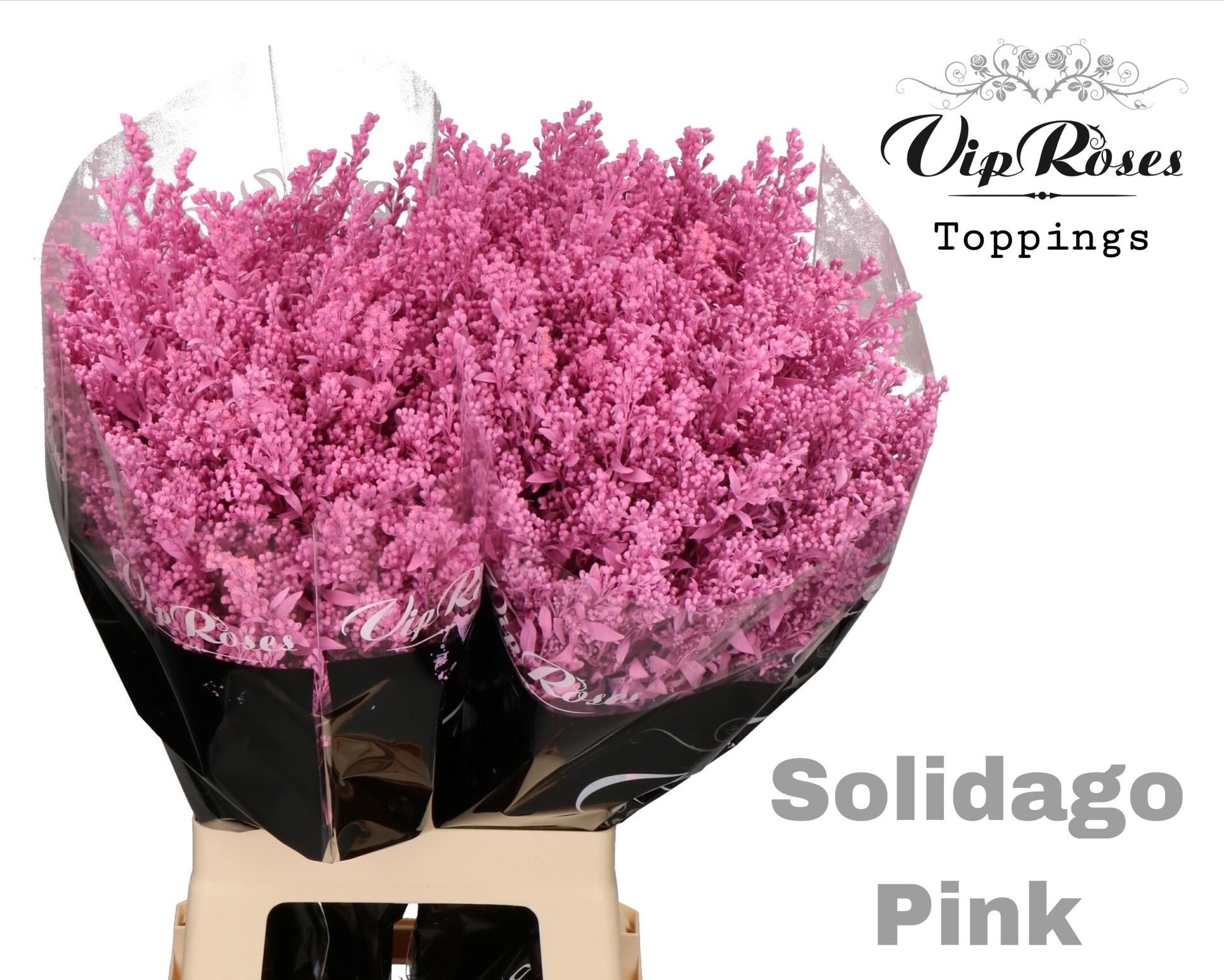 Срезанные цветы оптом Solidago paint pink от 50шт из Голландии с доставкой по России