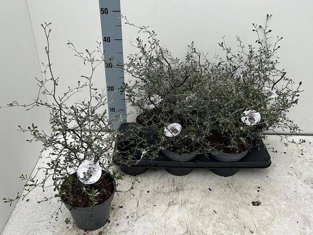 Горшечные цветы и растения оптом Corokia Cotoneaster от 6шт из Голландии с доставкой по России