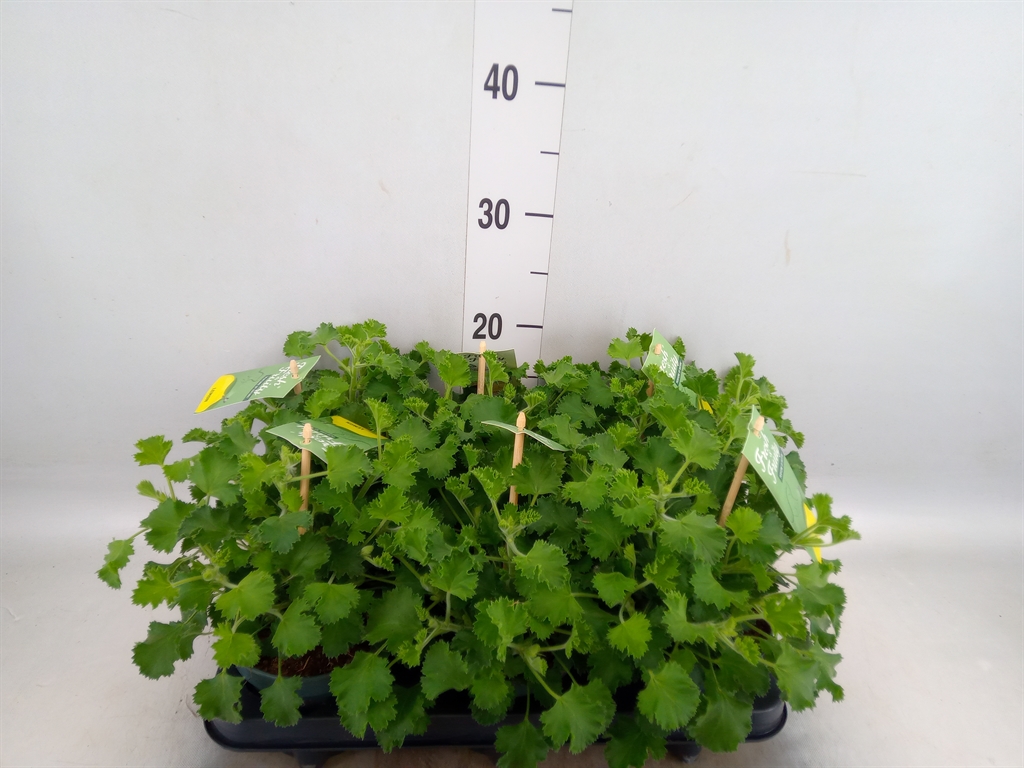 Горшечные цветы и растения оптом Pelargonium   ...mix Smelling от 6шт из Голландии с доставкой по России