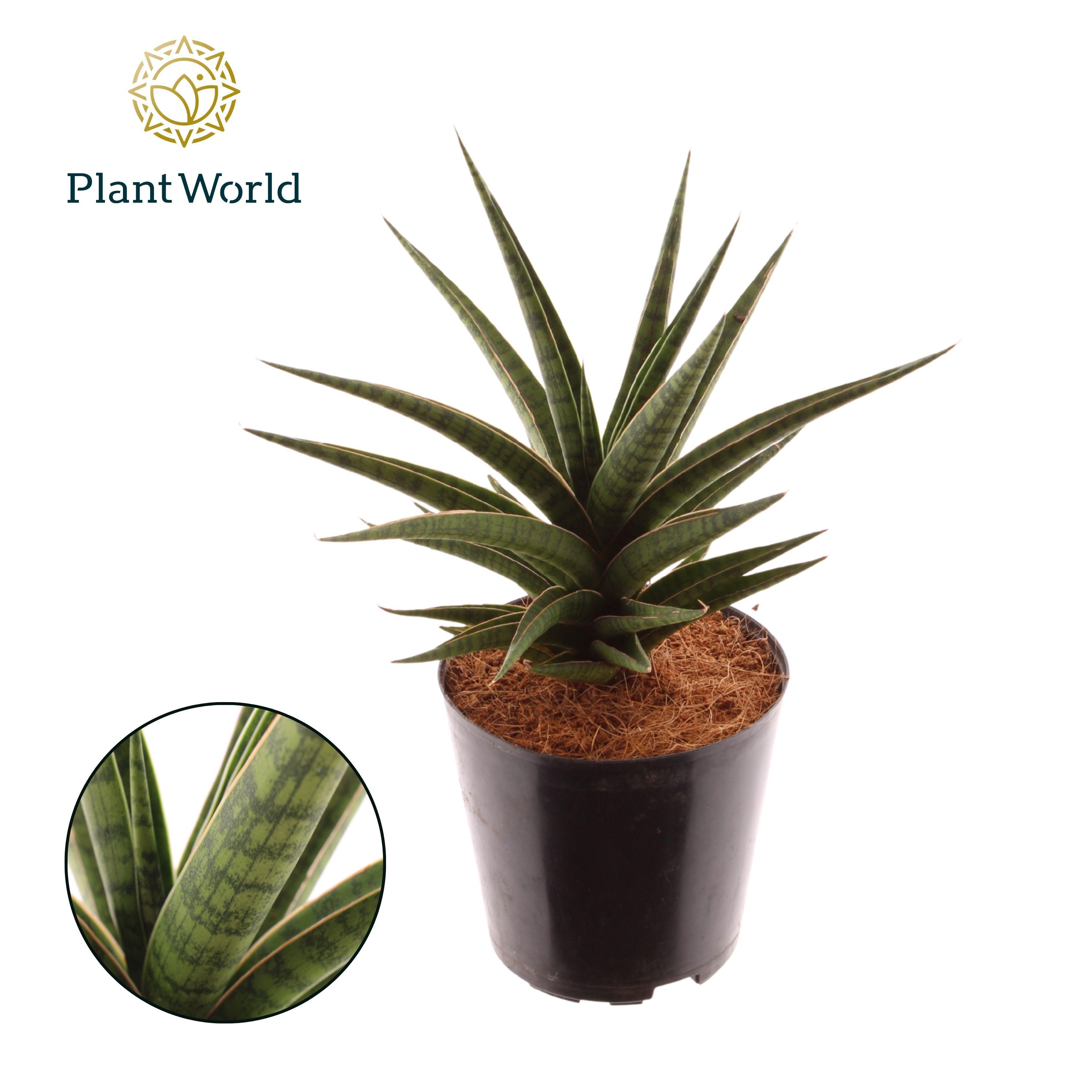 Горшечные цветы и растения оптом Sansevieria Blue Dancing от 10шт из Голландии с доставкой по России