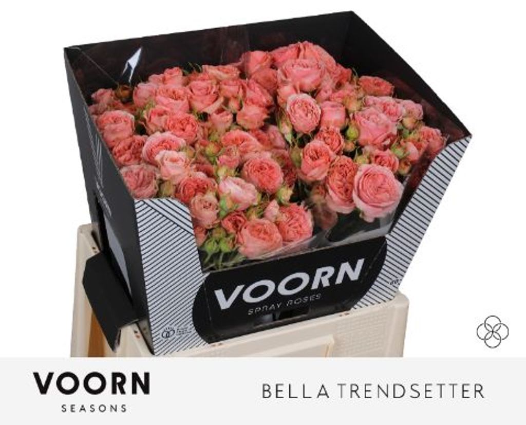 Срезанные цветы оптом Rosa spray bella trendsetter от 20шт из Голландии с доставкой по России