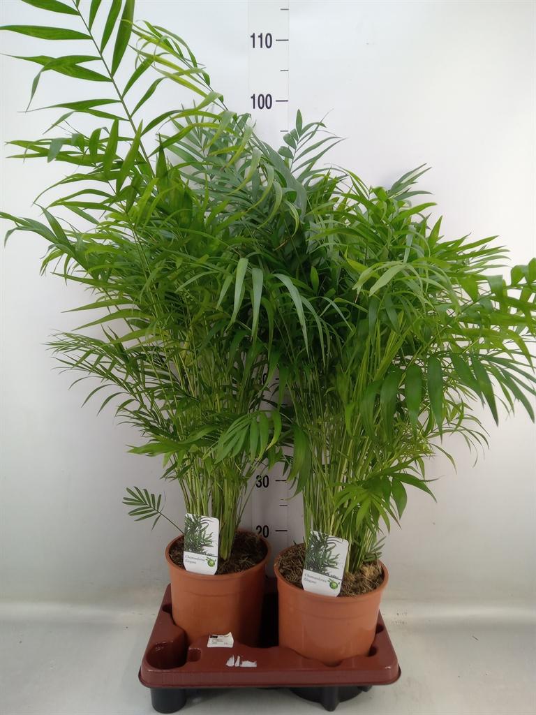 Горшечные цветы и растения оптом Chamaedorea Elegans от 2шт из Голландии с доставкой по России