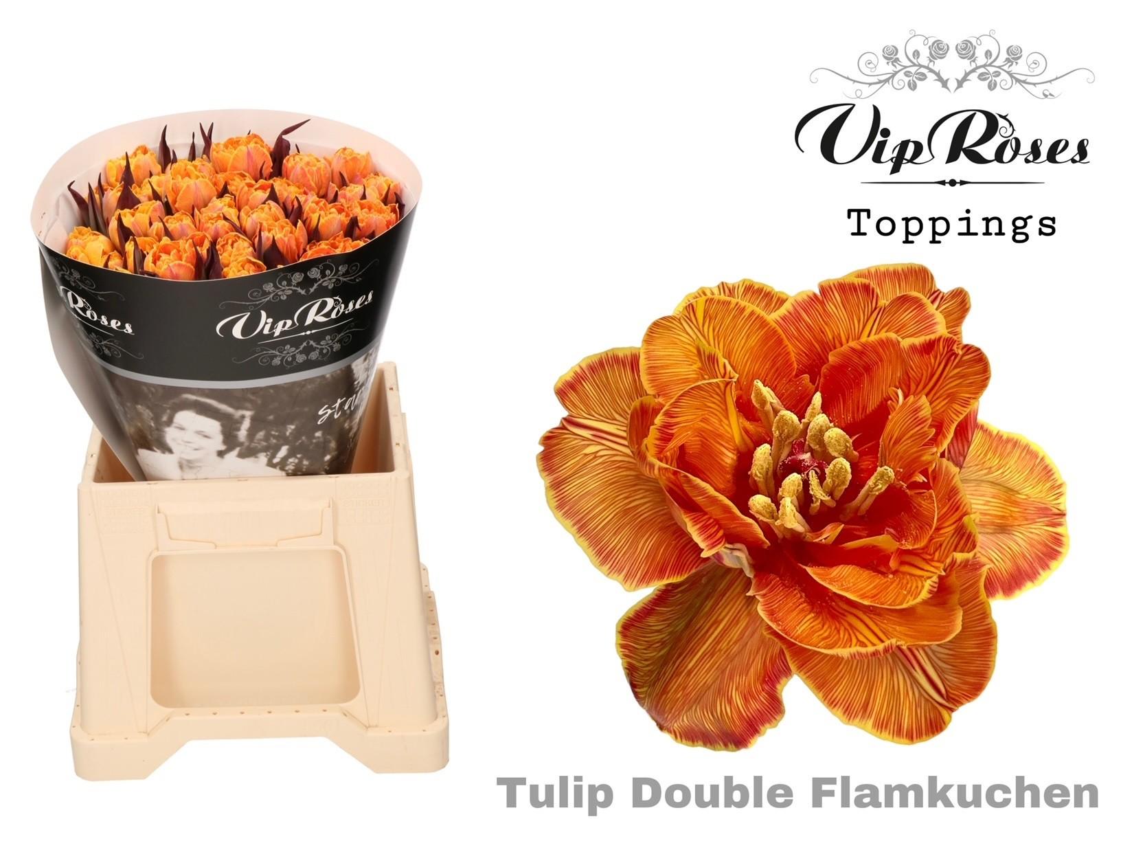 Срезанные цветы оптом Tulipa do paint flammkuchen от 50шт из Голландии с доставкой по России
