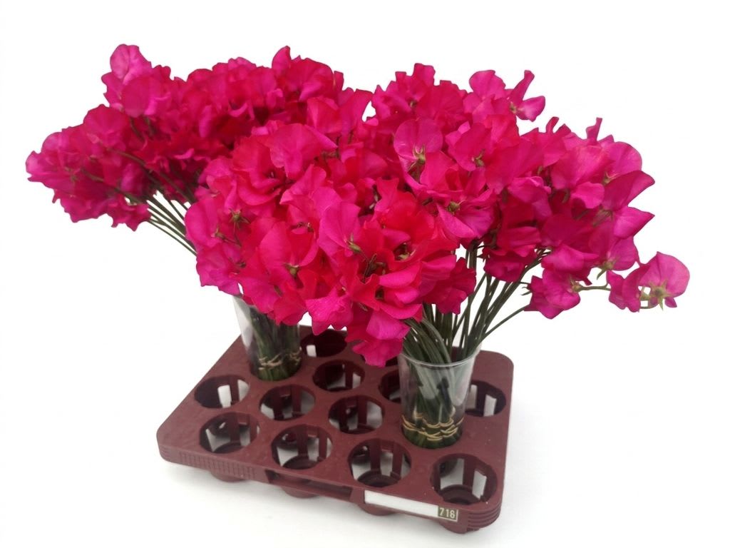 Срезанные цветы оптом Lathyrus od pink dark от 120шт из Голландии с доставкой по России