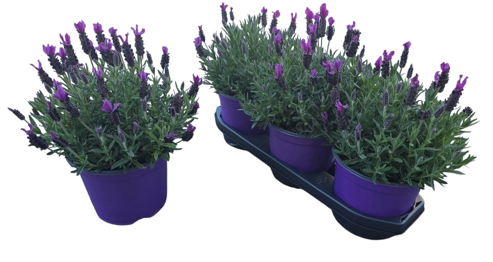 Горшечные цветы и растения оптом Lavan Stoechas от 3шт из Голландии с доставкой по России