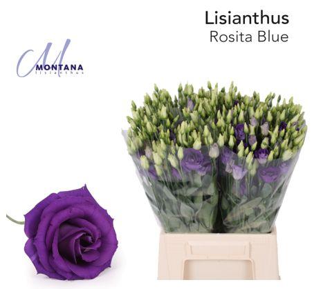 Срезанные цветы оптом Lisianthus do rosita blue от 50шт из Голландии с доставкой по России