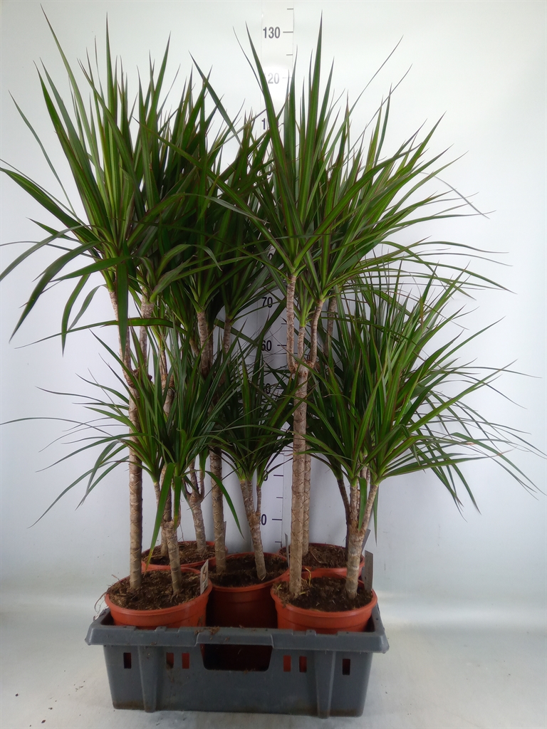 Горшечные цветы и растения оптом Dracaena Marg. от 5шт из Голландии с доставкой по России