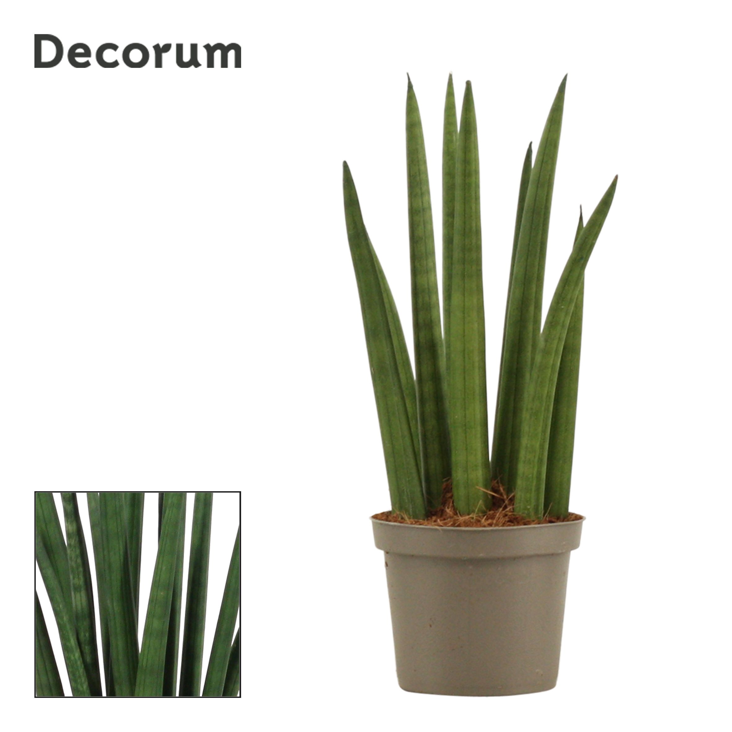 Горшечные цветы и растения оптом Sansevieria Cylindrica Rocket (decorum) от 18шт (для телеги) из Голландии с доставкой по России