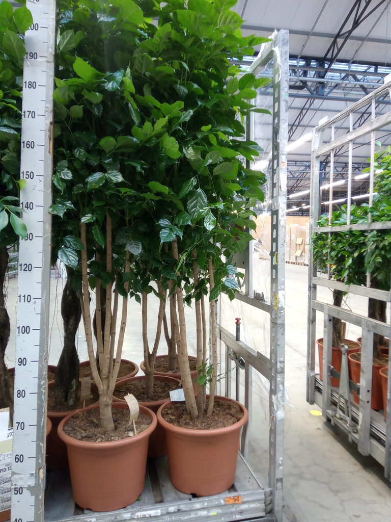 Горшечные цветы и растения оптом Radermachera Sinica от 1шт из Голландии с доставкой по России