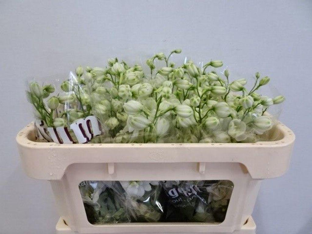 Срезанные цветы оптом Delphinium do el dewi impressive white от 40шт из Голландии с доставкой по России