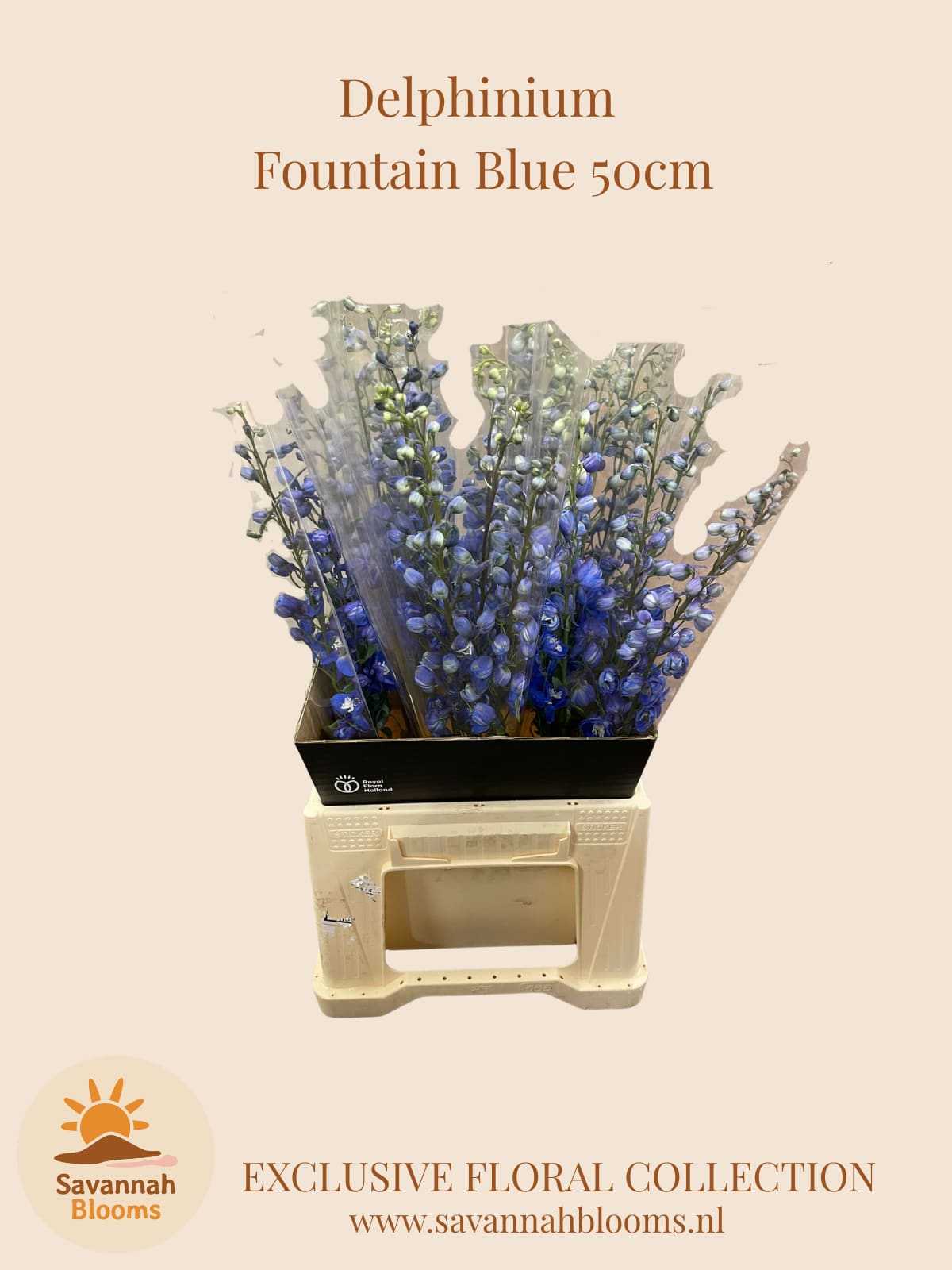 Срезанные цветы оптом Delphinium si bel magic fountain blue от 20шт. из Голландии с доставкой по России