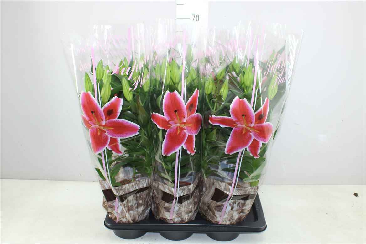 Горшечные цветы и растения оптом Lil Or Starlight Express 3pp Roze от 6шт из Голландии с доставкой по России