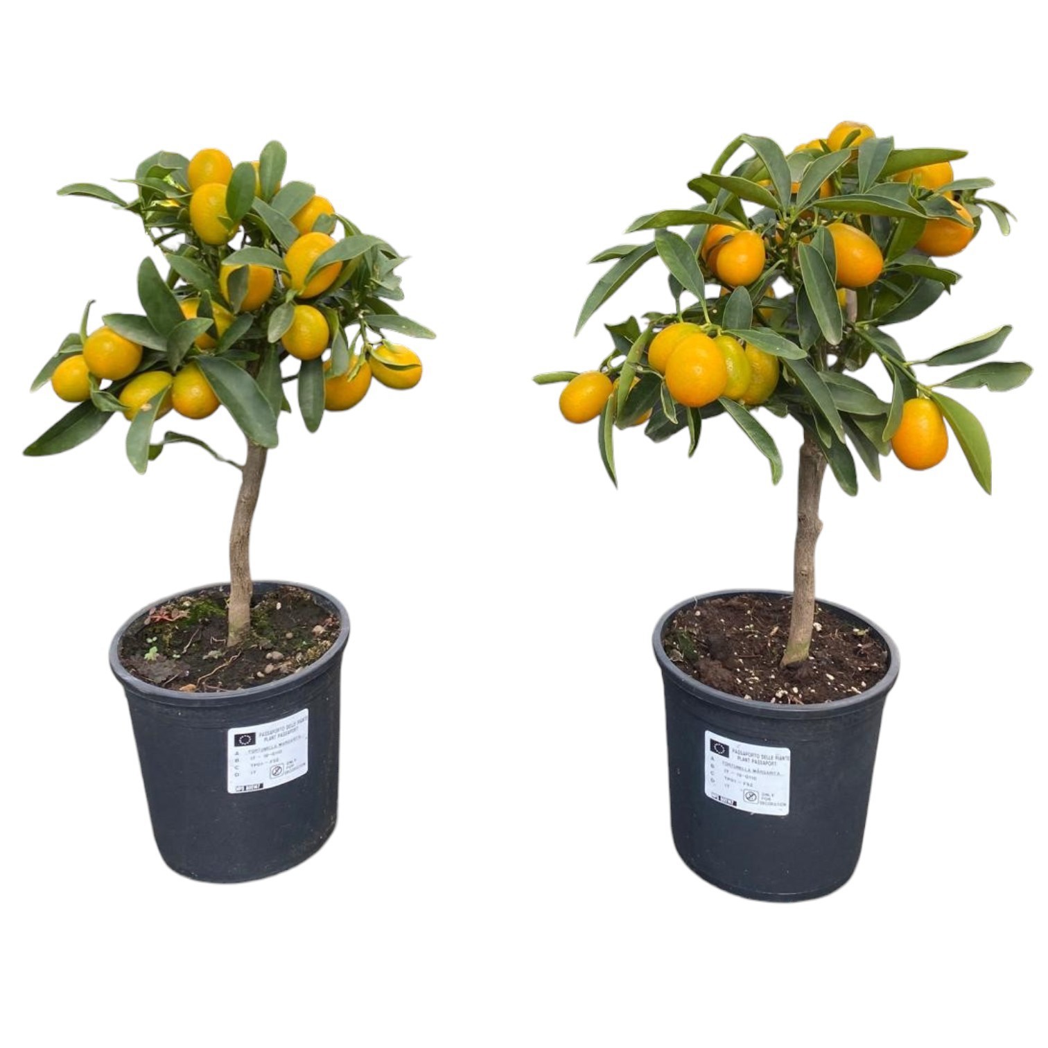 Горшечные цветы и растения оптом Citrus Kumquat On Stem от 6шт (для телеги) из Голландии с доставкой по России