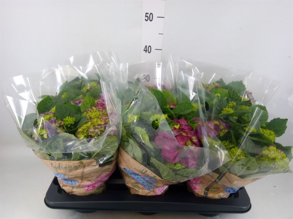 Горшечные цветы и растения оптом Hydrangea Ma Ningbo Blue 8+ от 6шт из Голландии с доставкой по России