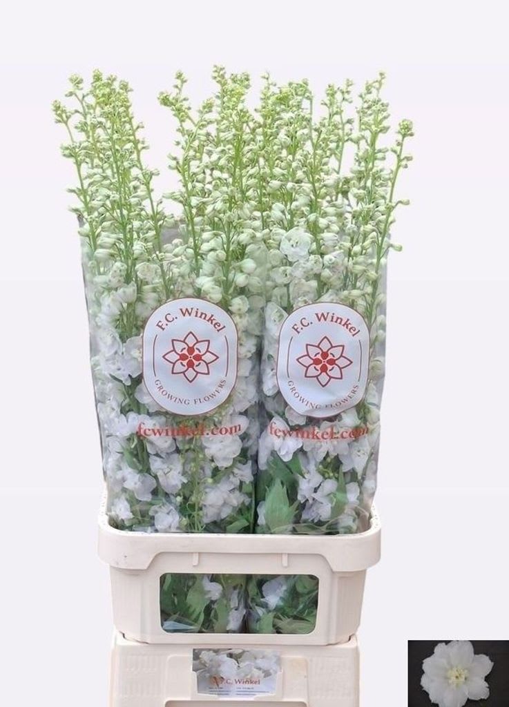 Срезанные цветы оптом Delphinium el du aurora white от 30шт из Голландии с доставкой по России