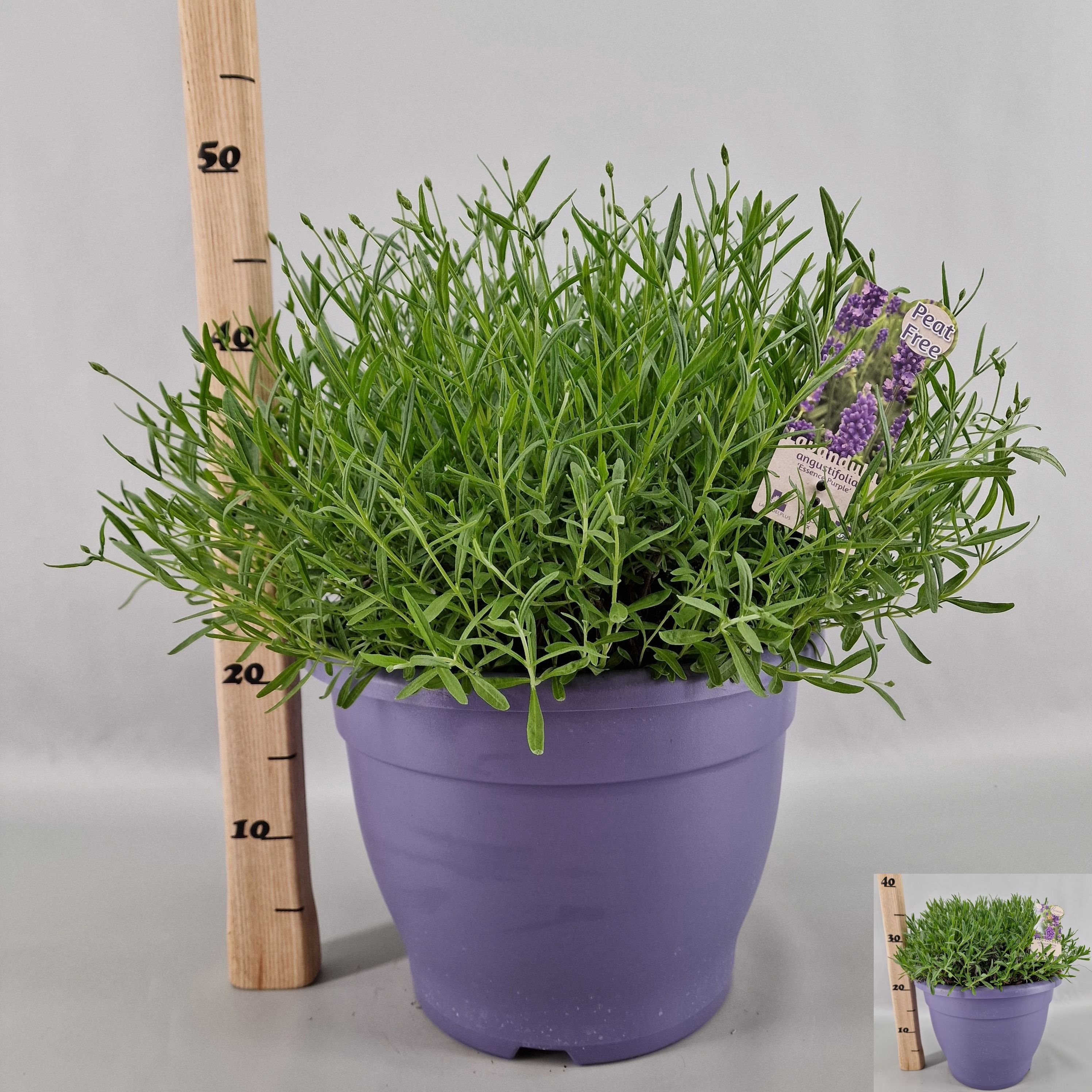 Горшечные цветы и растения оптом Lavan An Essence Pur от 1шт из Голландии с доставкой по России