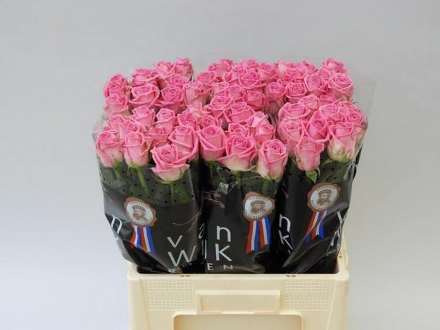 Срезанные цветы оптом Rosa large aqua! от 80шт из Голландии с доставкой по России