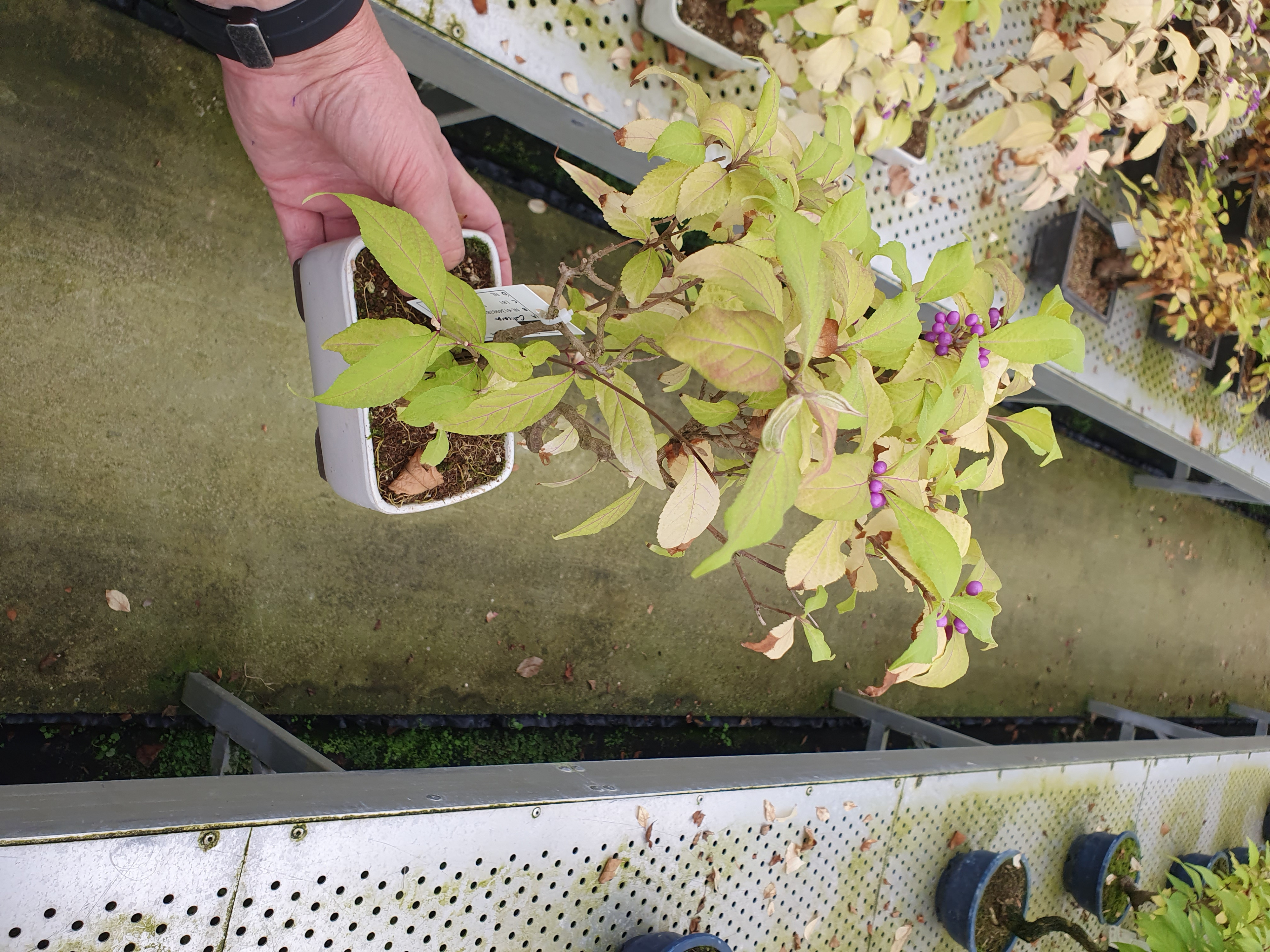 Горшечные цветы и растения оптом Callicarpa Japonica, 14cm от 3шт из Голландии с доставкой по России