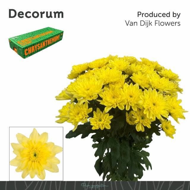 Срезанные цветы оптом Chrys sp baltica yellow от 80шт из Голландии с доставкой по России