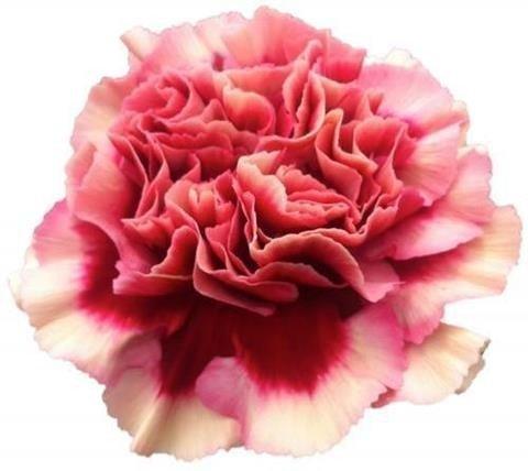 Срезанные цветы оптом Dianthus st merletto salmon от 240шт из Голландии с доставкой по России