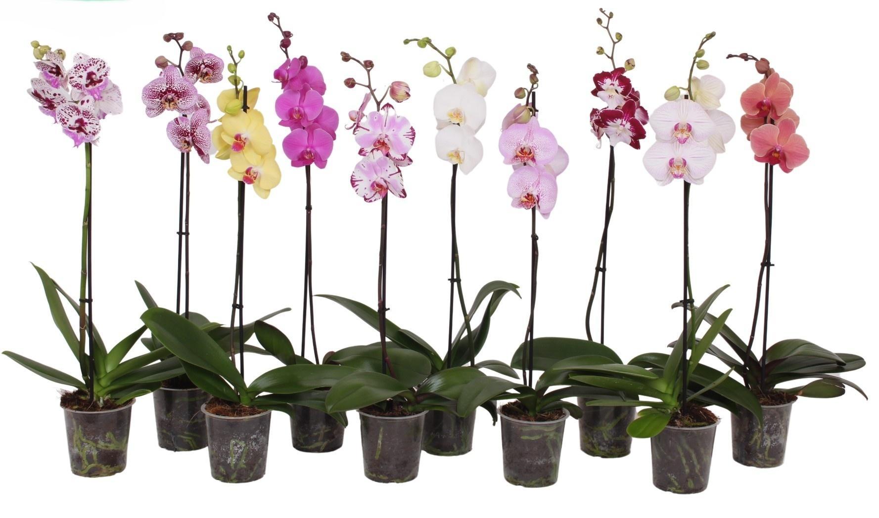 Горшечные цветы и растения оптом Phal 1st Mix 9+ (green Balanz) от 10шт из Голландии с доставкой по России