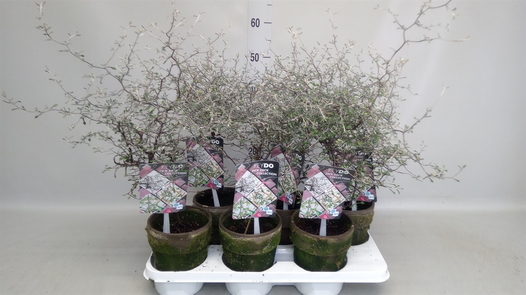 Горшечные цветы и растения оптом Corokia Cotoneaster от 6шт из Голландии с доставкой по России