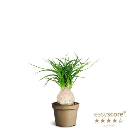 Горшечные цветы и растения оптом Beaucarnea Recurvata Nolina от 12шт (для телеги) из Голландии с доставкой по России