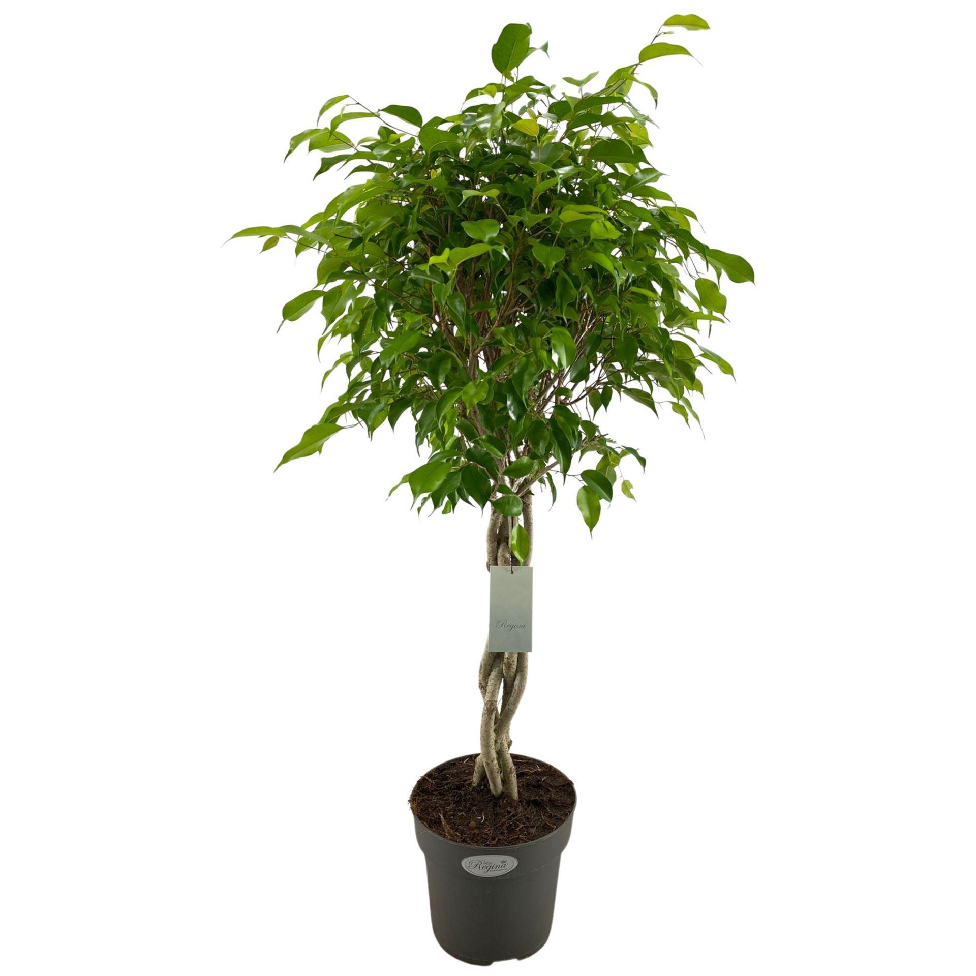 Горшечные цветы и растения оптом Ficus Be Exotica Twisted Stem от 1шт из Голландии с доставкой по России
