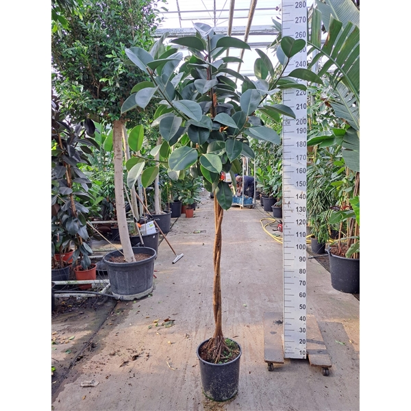 Горшечные цветы и растения оптом Ficus El Robusta Twisted Stem от 1шт из Голландии с доставкой по России