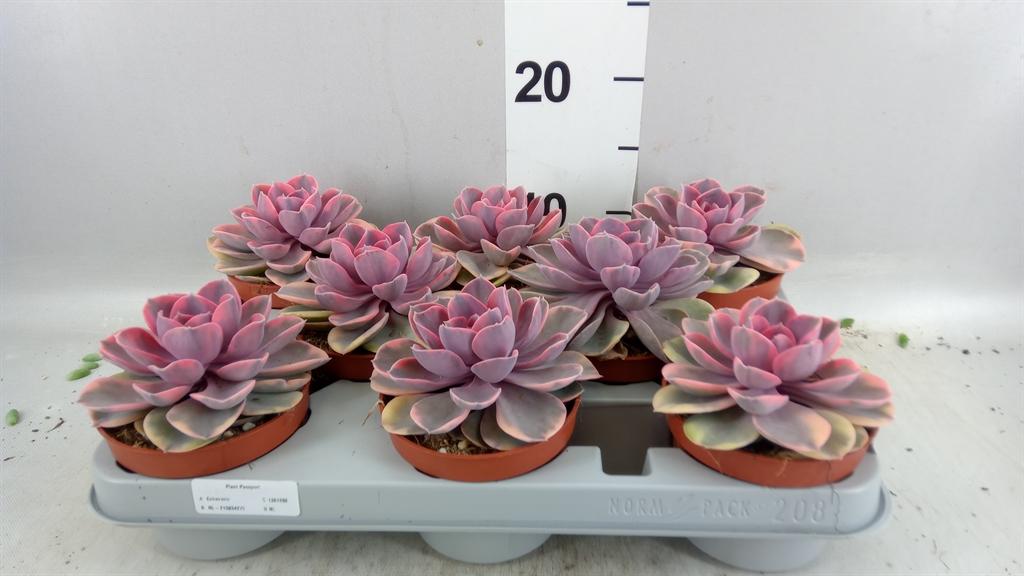Горшечные цветы и растения оптом Dracaena Marg. sunray AA от 6шт из Голландии с доставкой по России
