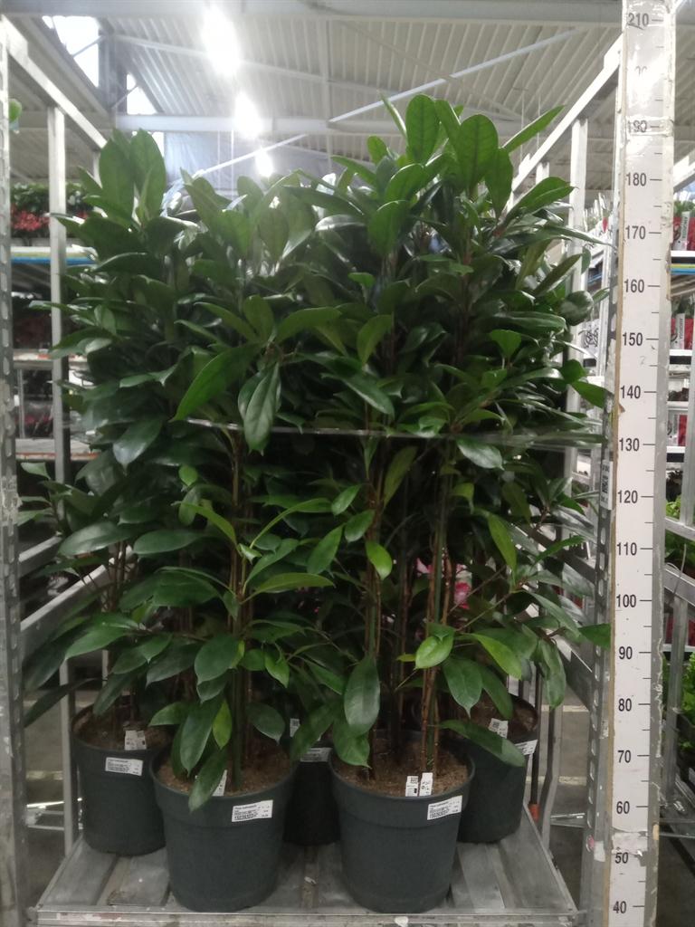 Горшечные цветы и растения оптом Ficus Cyathistipula от 1шт из Голландии с доставкой по России