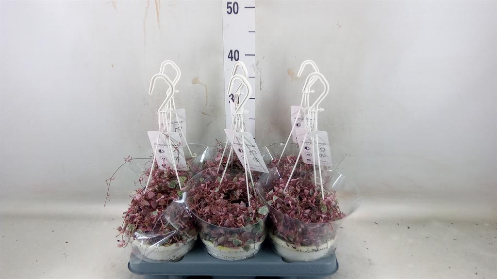 Горшечные цветы и растения оптом Ceropegia Woodiii Variegata Hangpot от 6шт из Голландии с доставкой по России