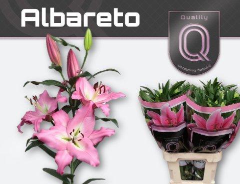 Срезанные цветы оптом Lilium or albareto от 40шт из Голландии с доставкой по России