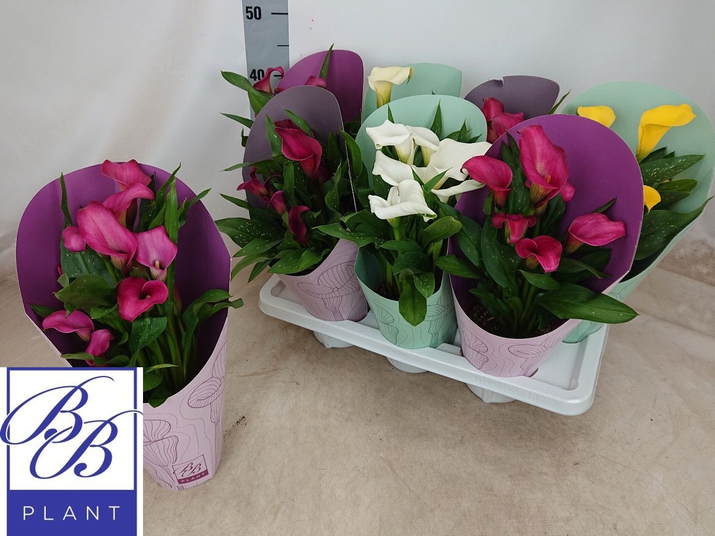 Горшечные цветы и растения оптом Zant Gem от 7шт из Голландии с доставкой по России