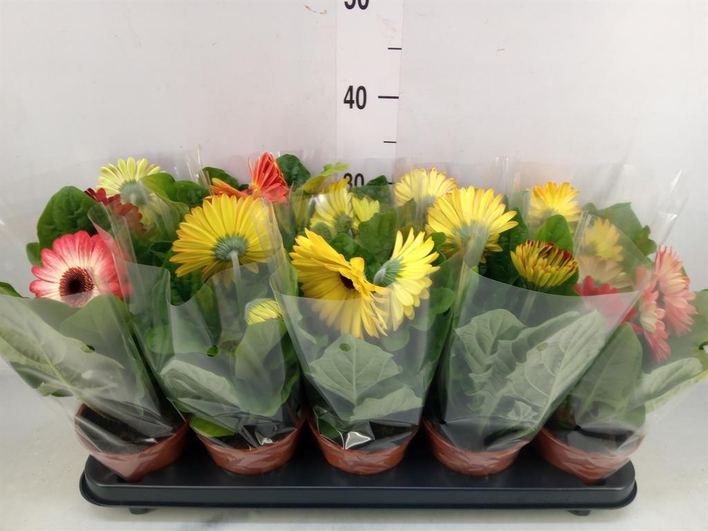 Горшечные цветы и растения оптом Gerbera   ...mix от 10шт (для телеги) из Голландии с доставкой по России