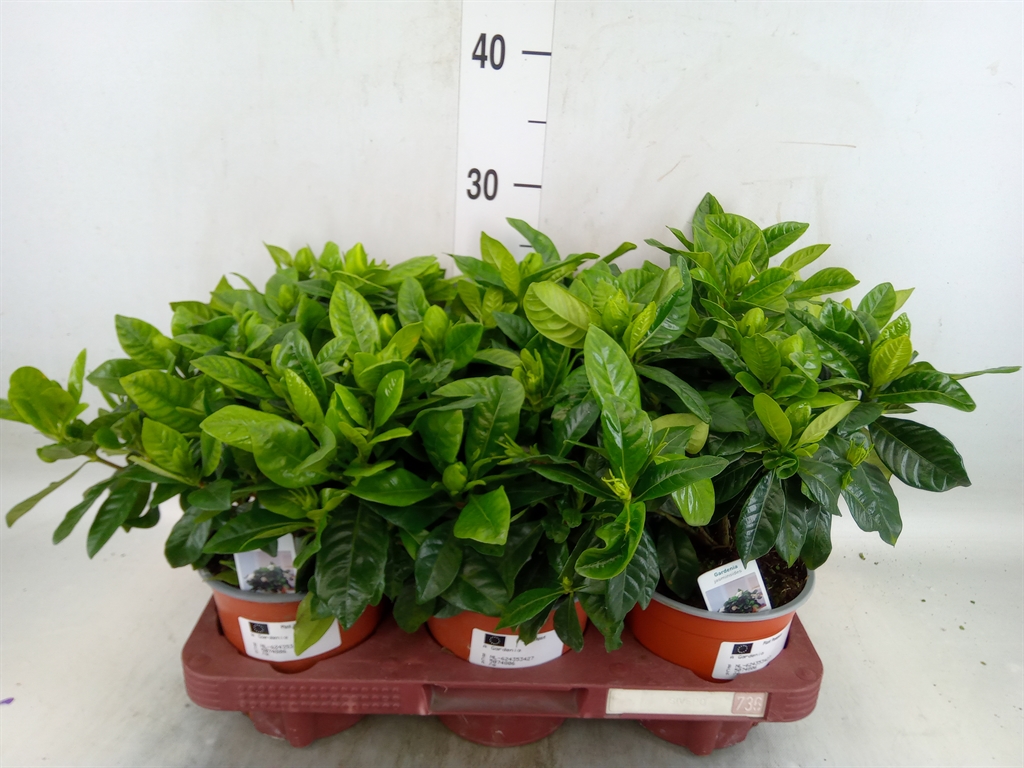 Горшечные цветы и растения оптом Gardenia Jasminoides от 6шт из Голландии с доставкой по России