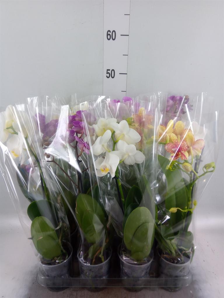 Горшечные цветы и растения оптом Phalaenopsis ...mix от 12шт (для телеги) из Голландии с доставкой по России Горшечные цветы и растения оптом Phalaenopsis ...mix от 12шт (для телеги) из Голландии с доставкой по России