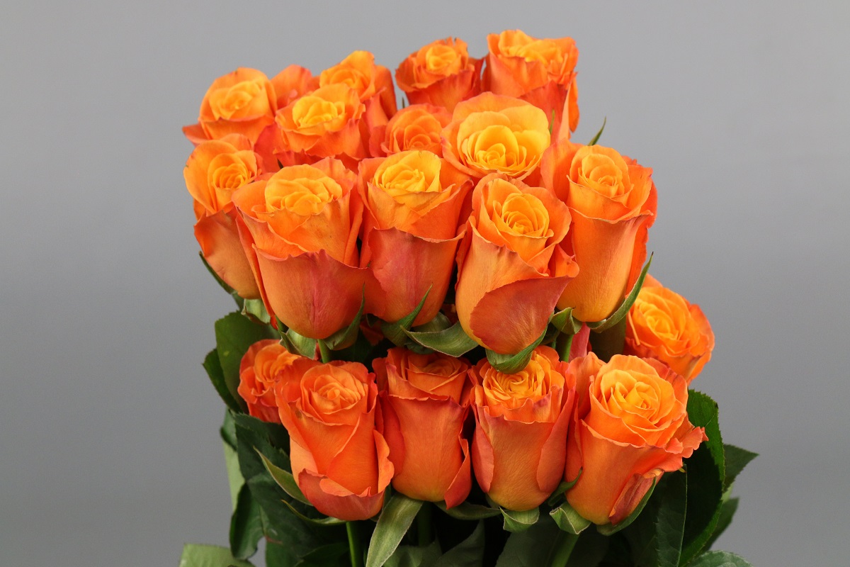 Срезанные цветы оптом Rosa ec confidential от 20шт. из Голландии с доставкой по России