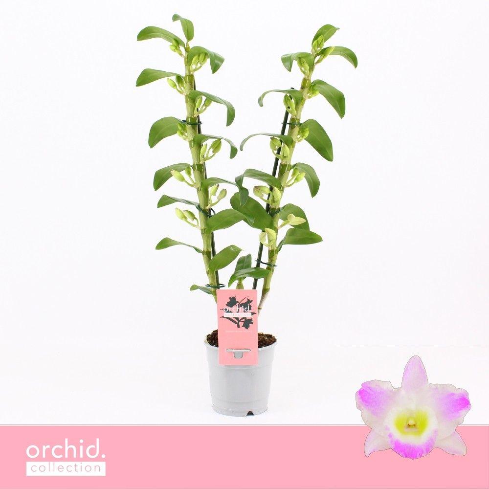 Горшечные цветы и растения оптом Dendr Nob 2st Pandora Orchid Collection от 10шт из Голландии с доставкой по России