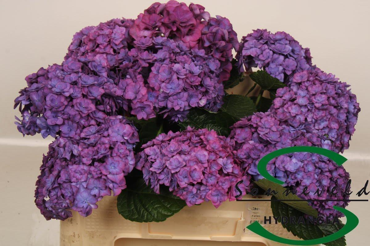 Срезанные цветы оптом Hydrangea royal anastasia purple от 10шт из Голландии с доставкой по России