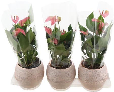 Горшечные цветы и растения оптом Anthu An Joli Keramiek Bolpot Luxe от 3шт из Голландии с доставкой по России