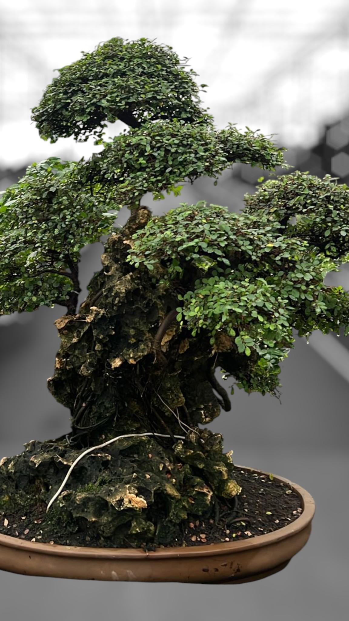 Горшечные цветы и растения оптом Zelkova Parvifolia On Rock, от 1шт из Голландии с доставкой по России