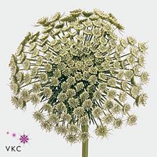 Срезанные цветы оптом Ammi visnaga green mist от 25шт из Голландии с доставкой по России