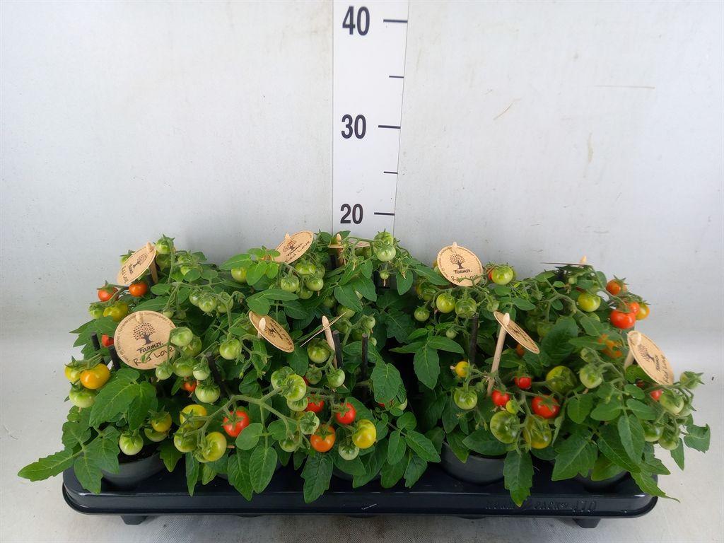 Горшечные цветы и растения оптом Solanum Lycopersicum   ... от 10шт из Голландии с доставкой по России