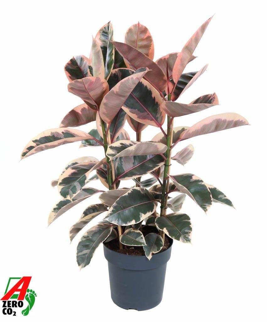 Горшечные цветы и растения оптом Ficus El Belize 3pp от 1шт из Голландии с доставкой по России