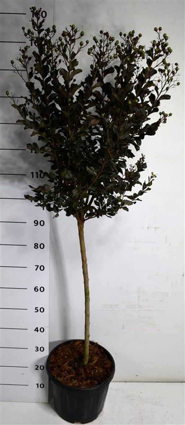 Горшечные цветы и растения оптом Lagerstroemia I. Coconut Sorbet On Stem от 1шт из Голландии с доставкой по России