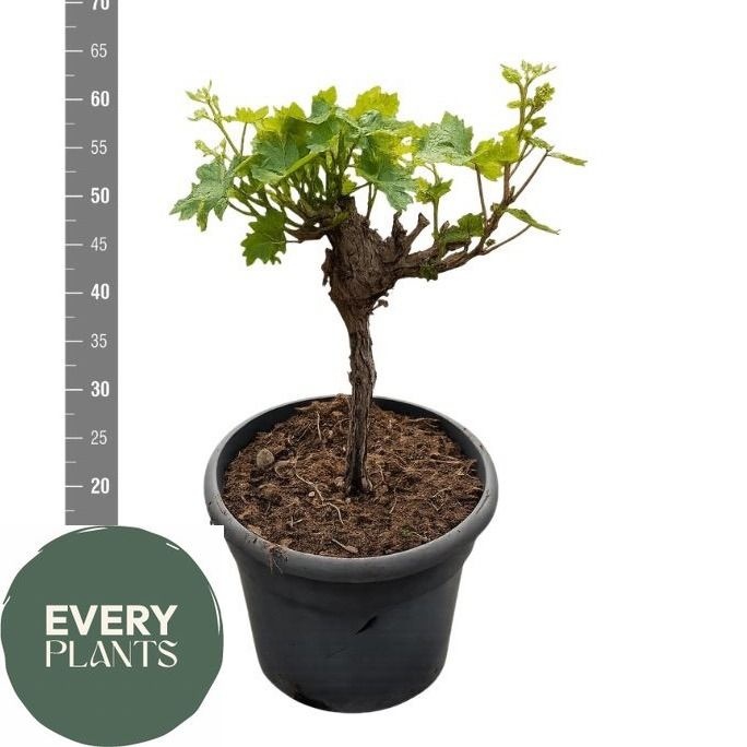 Горшечные цветы и растения оптом Vitis Vinifera от 1шт из Голландии с доставкой по России