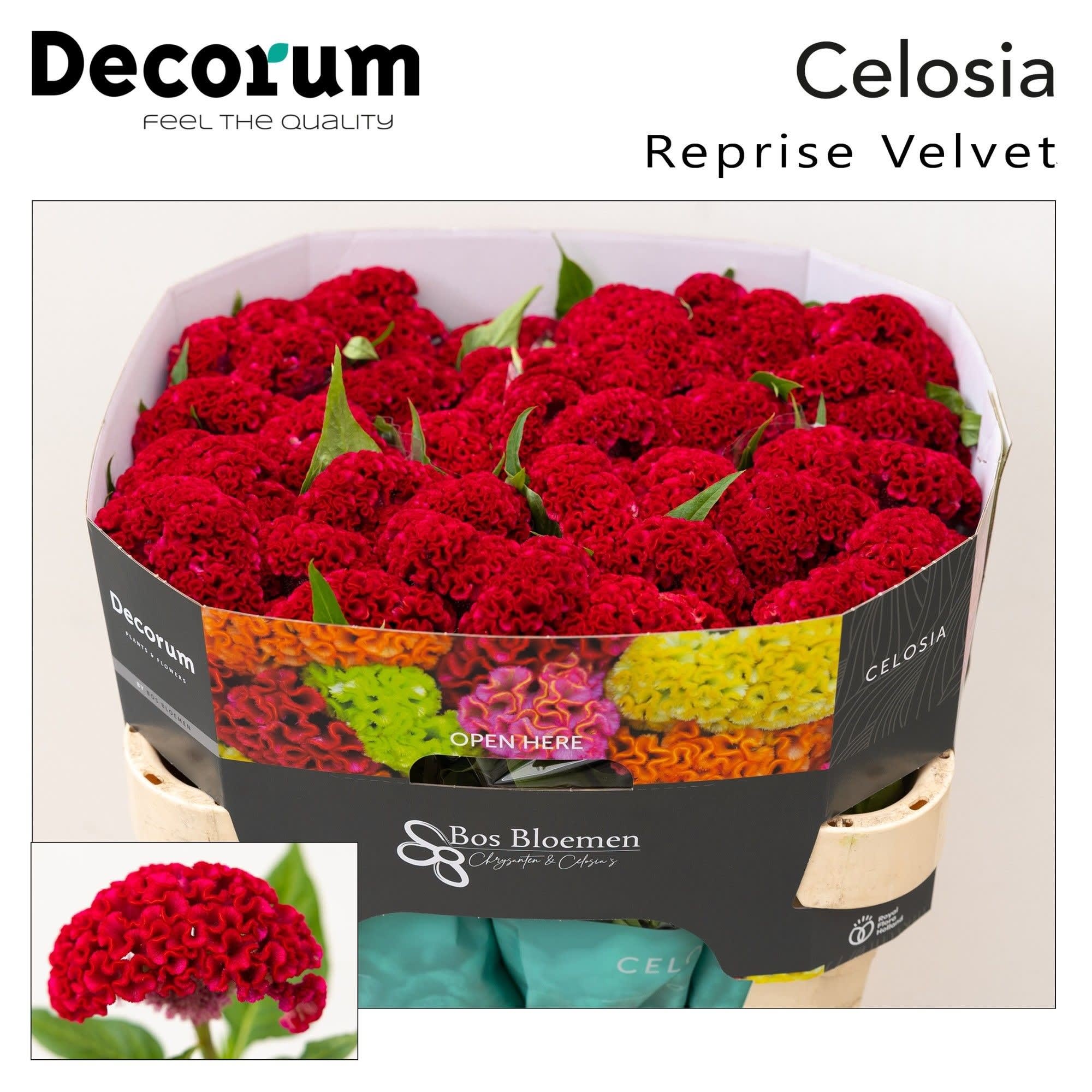 Срезанные цветы оптом Celosia reprise velvet от 40шт из Голландии с доставкой по России