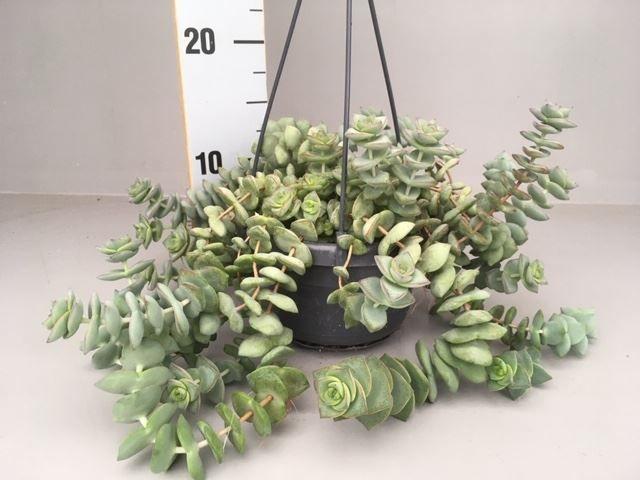 Горшечные цветы и растения оптом Crassula   ... от 4шт из Голландии с доставкой по России