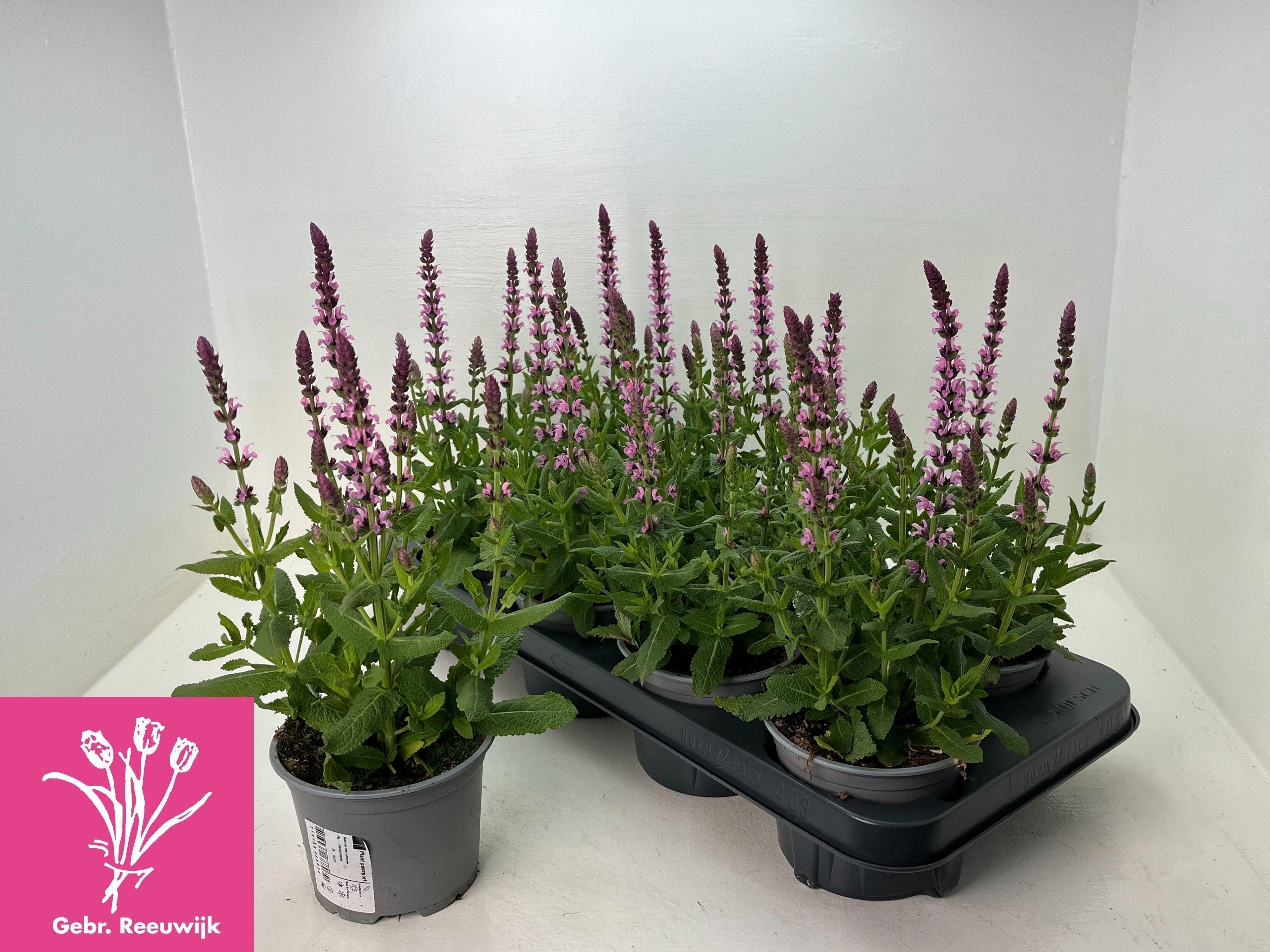 Горшечные цветы и растения оптом Salvia Ne Se Dp Rose от 8шт из Голландии с доставкой по России